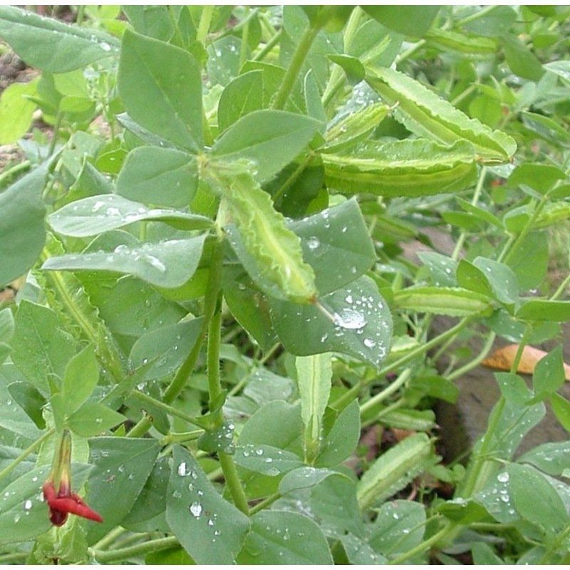 Terreau semis et bouturages 30L DCM – Jardinerie Lefebvre Ohey